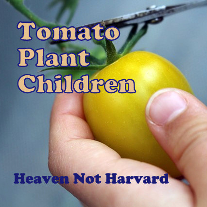 We can tend the soil, nurture the shoots, but we can't always see the storms looming in the distance. Tomato Plant Children - Heaven Not Harvard